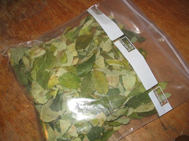 Buy Coca leaves